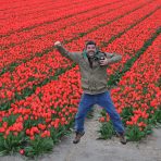  Tulips, Holland